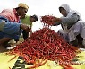 epaselect INDONESIA ECONOMY AGRICULTURE