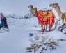 낙타가 '어리둥절'..사우디 50년만에 눈내리고 영하의 날씨