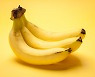 바나나 먹고 방사능 피폭돼 죽을 수 있을까?