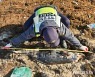 제주 해안가 괭생이모자반 더미서 상괭이 사체 2구 발견