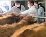 전남농협, 설 명절 대비 한우 가격 동향·방역실태 점검