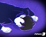 정선 야산서 60대 쓰러지는 나무에 맞아 숨져