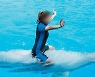 돌고래 올라타기 체험 프로그램 금지