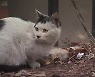 '길고양이 돌봄' 찬반 갈등.. 공생 해법 찾아야