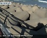 원인 파악 없이 연안정비..연안 침식 심각