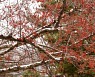 [포토친구] 눈과 겨울나무