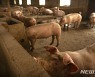 중국서 3개월 만에 아프리카 돼지열병 발생