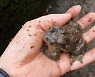 섬진강 두꺼비 산란 시작.."지구 온난화로 예년보다 빨라져"