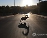 epaselect ISRAEL PANDEMIC CORONAVIRUS CO?VID19 ANIMALS