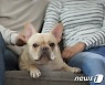 [단독]"국내 고양이만? 강아지도 코로나19 걸렸다"