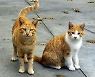 국내 고양이 첫 코로나19 확진.. 사람으로 전파는 '아직'