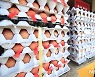AI로 달걀 산지가격 전년 대비 45.8% 급등