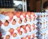 AI로 계란 산지가격 전년 대비 45.8% 급등