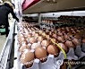 산란계 살처분 1천만마리 넘어..달걀 산지가격 전년대비 46%↑