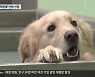 춘천시 '반려동물 산업' 선점 추진