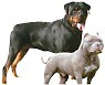 'Aggressive' breed dogs must be insured by Feb. 12