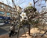 계절 착각? 활짝 핀 매화