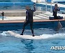 "벨루가, 서핑타듯 하더니" 또 폐사..핫핑크돌핀스 "체험 금지하라"