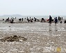 태안군, '불법도구 사용 해루질' 강력 단속