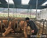 보은군, 구제역 백신 공수의 접종 지원