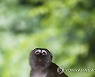 MALAYSIA ANIMALS MONKEYS