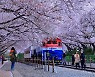 창원 진해 경화역 사계절 관광명소로 거듭난다