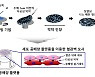 신약개발 동물실험 대체한다..줄기세포 '인공장기' 배양기술 개발