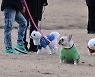 춘천시 반려동물산업 미래발전 가능성, 시민 58% 긍정 평가