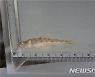 청주 미호천서 멸종위기 1급 민물고기 흰수마자 발견