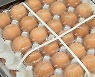 오늘부터 수입 계란 무관세..대형마트 "판매 안해"