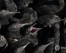 SOUTH AFRICA PHOTO SET CAPE CORMORANT REHABILITATION