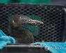 SOUTH AFRICA PHOTO SET CAPE CORMORANT REHABILITATION