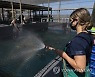 SOUTH AFRICA PHOTO SET CAPE CORMORANT REHABILITATION
