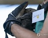 SOUTH AFRICA PHOTO SET CAPE CORMORANT REHABILITATION