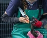 SOUTH AFRICA PHOTO SET CAPE CORMORANT REHABILITATION