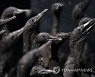 SOUTH AFRICA PHOTO SET CAPE CORMORANT REHABILITATION