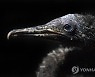 SOUTH AFRICA PHOTO SET CAPE CORMORANT REHABILITATION
