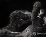 SOUTH AFRICA PHOTO SET CAPE CORMORANT REHABILITATION