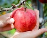 사과·배 등 농작품 재해보험상품 29일부터 판매