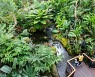 "여긴 하와이 정글" 속여도 통할 수목원, 한국에 있다