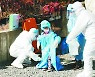 열흘 만에 다시 500명대.. IM선교회發 무더기 감염 여파