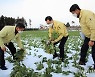 제주도 다시 한파..감귤·농작물 피해 예방 '비상'