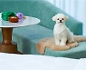요즘엔 호텔로 '멍캉스'.. 주인님, 우리도 가봐요