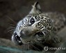 NICARAGUA ANIMALS