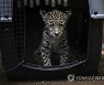 NICARAGUA ANIMALS