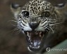 NICARAGUA ANIMALS
