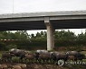 MALAYSIA BUFFALO
