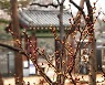[포토친구] 봄꽃 준비하는 생강나무와 진달래