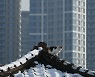 [포토에세이] 고양이도, 서민도.. '내집 마련' 꿈 이루길