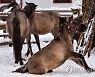 POLAND ANIMALS